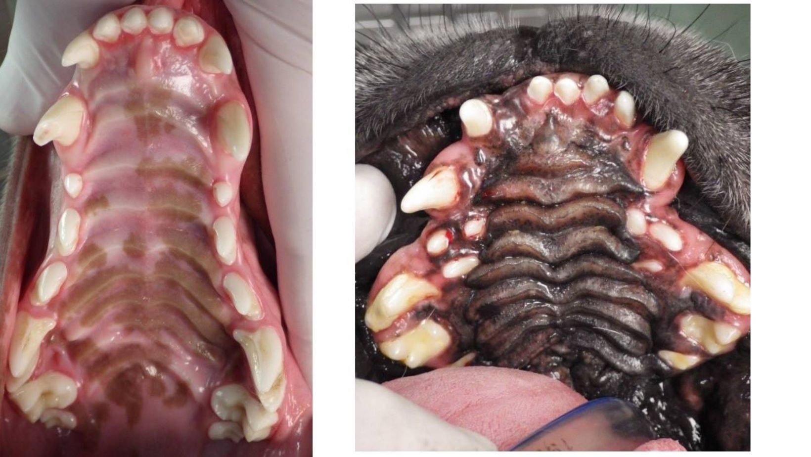 Osteosarcoma in Canine Companions: A Devastating Bone Cancer Unveiled