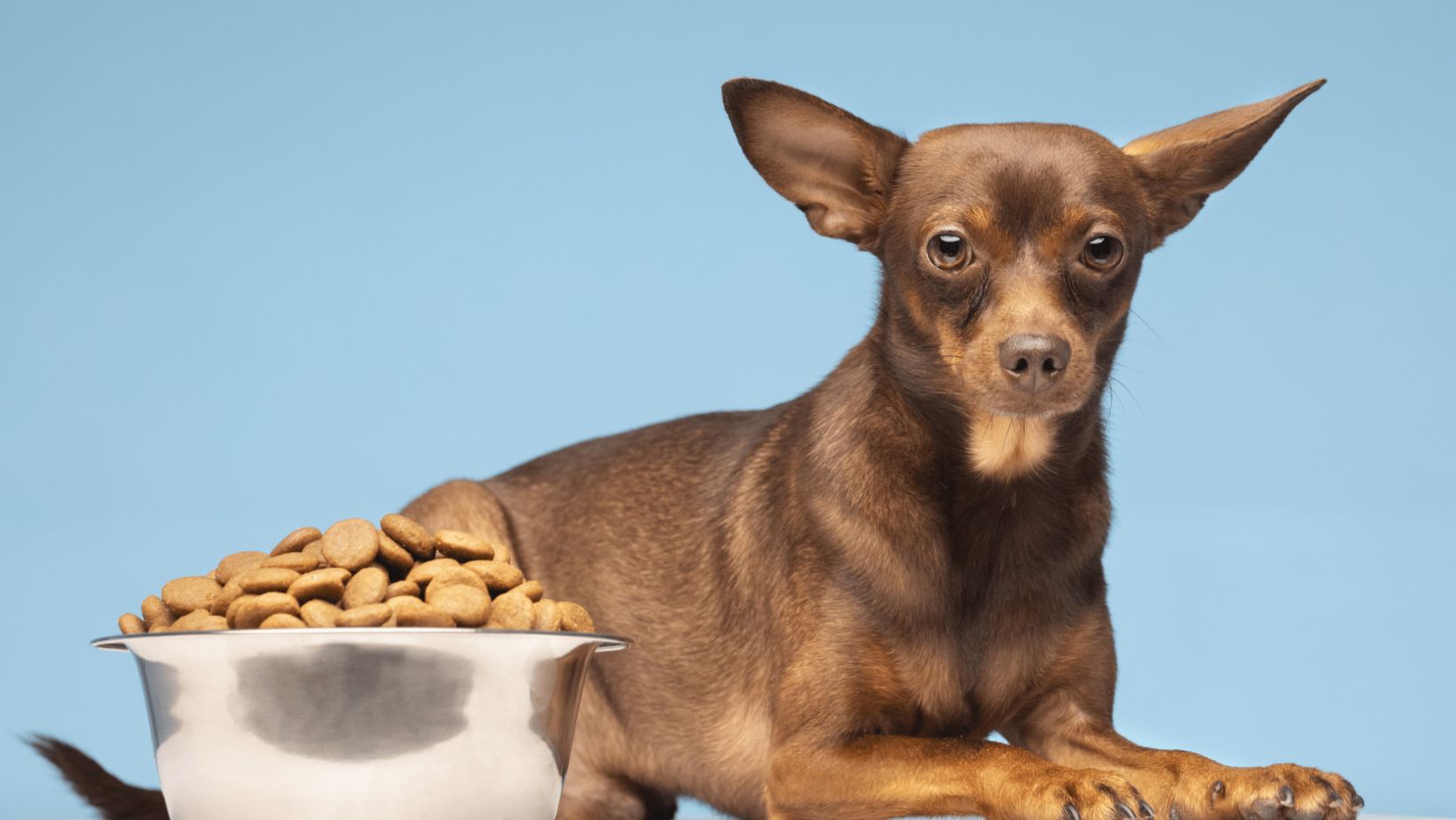 Choosing the Best N&D Dog Food: A Guide for Your Beloved Pupperino