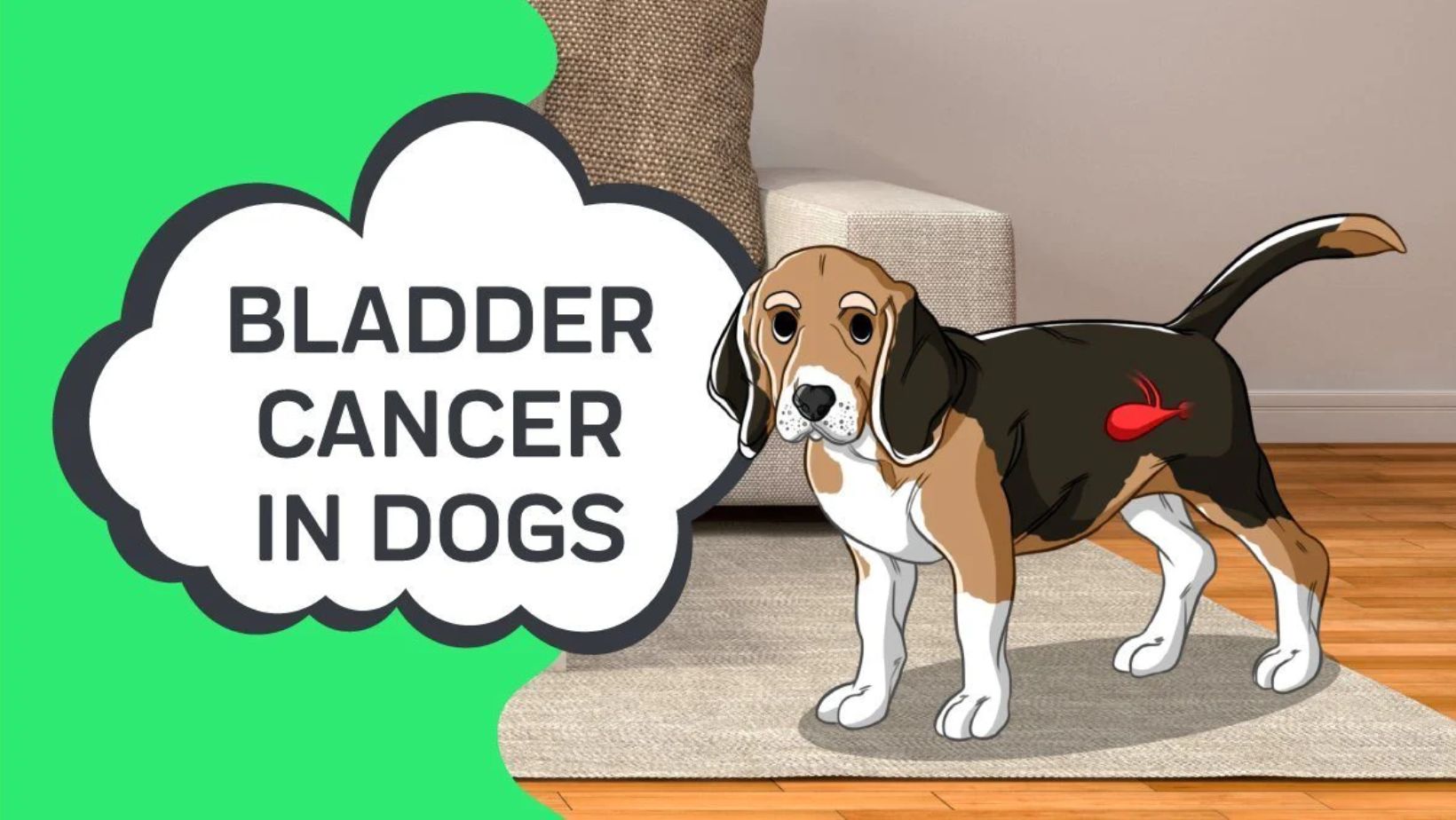 Decoding Bladder Cancer in Canines: Essential Insights and Information