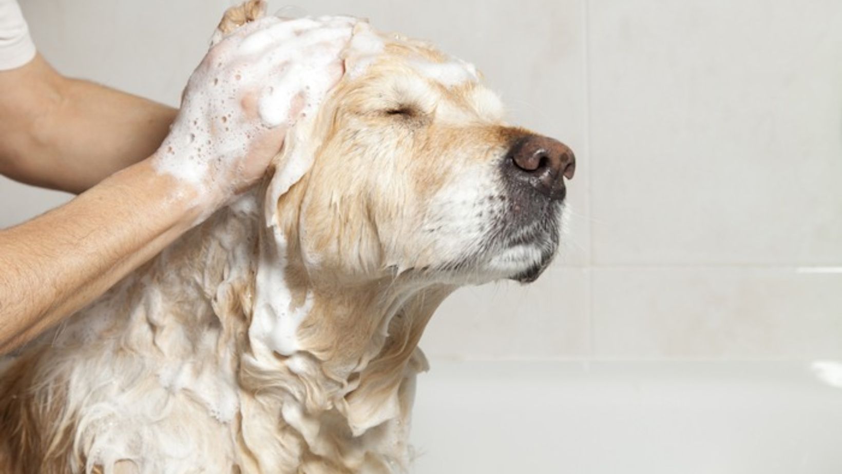 Top 5 Baby Pet Dog Shampoos for Tender Fur