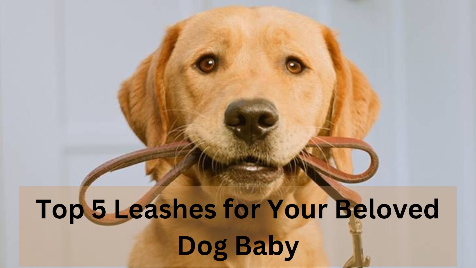 The Pinnacle of Safety and Style: Top 5 Leashes for Your Beloved Dog Baby