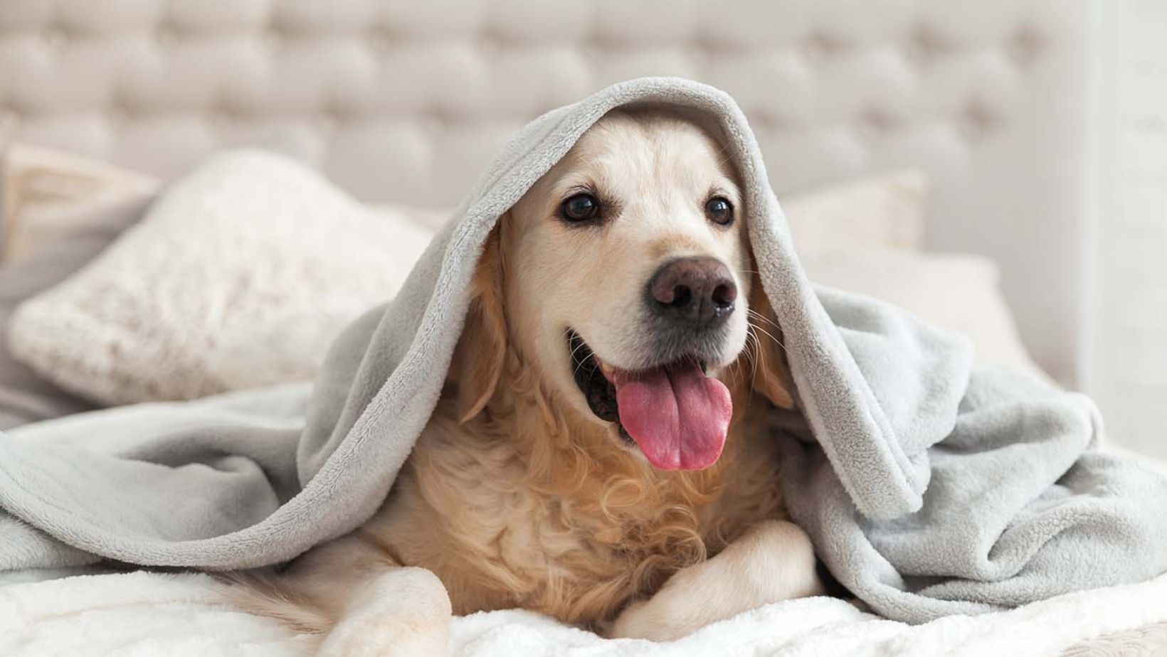 The Pawsitively Perfect Picks: Top 5 Blankets for Your Furry Friends