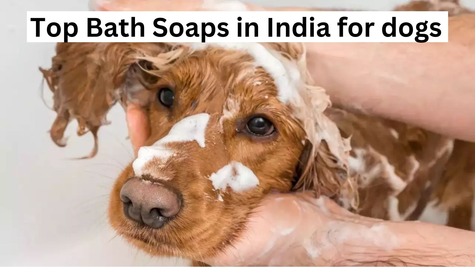 Top Bath Soaps in India: Pampering Your Pooch with Pet-Friendly Products