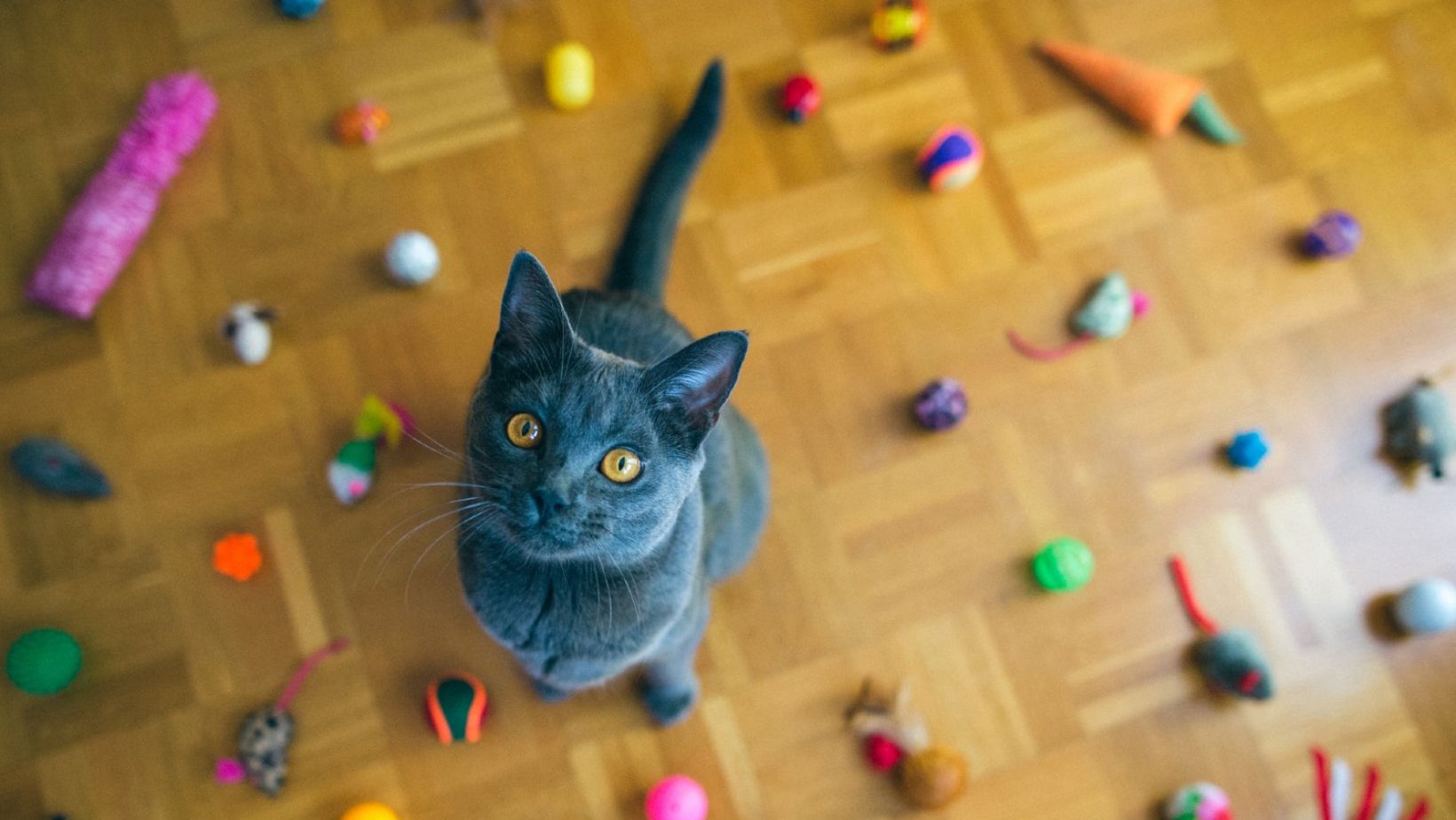 Engaging Feline Friends: Top 5 Toys for Your Beloved Cat