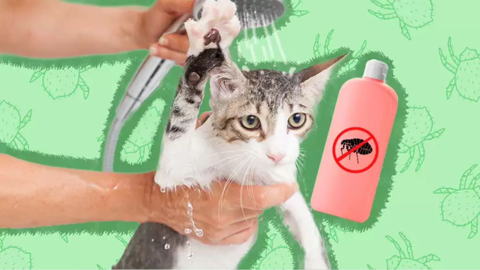 Pamper Your Feline Friend: The Top 5 Shampoos for Your Pet Cat