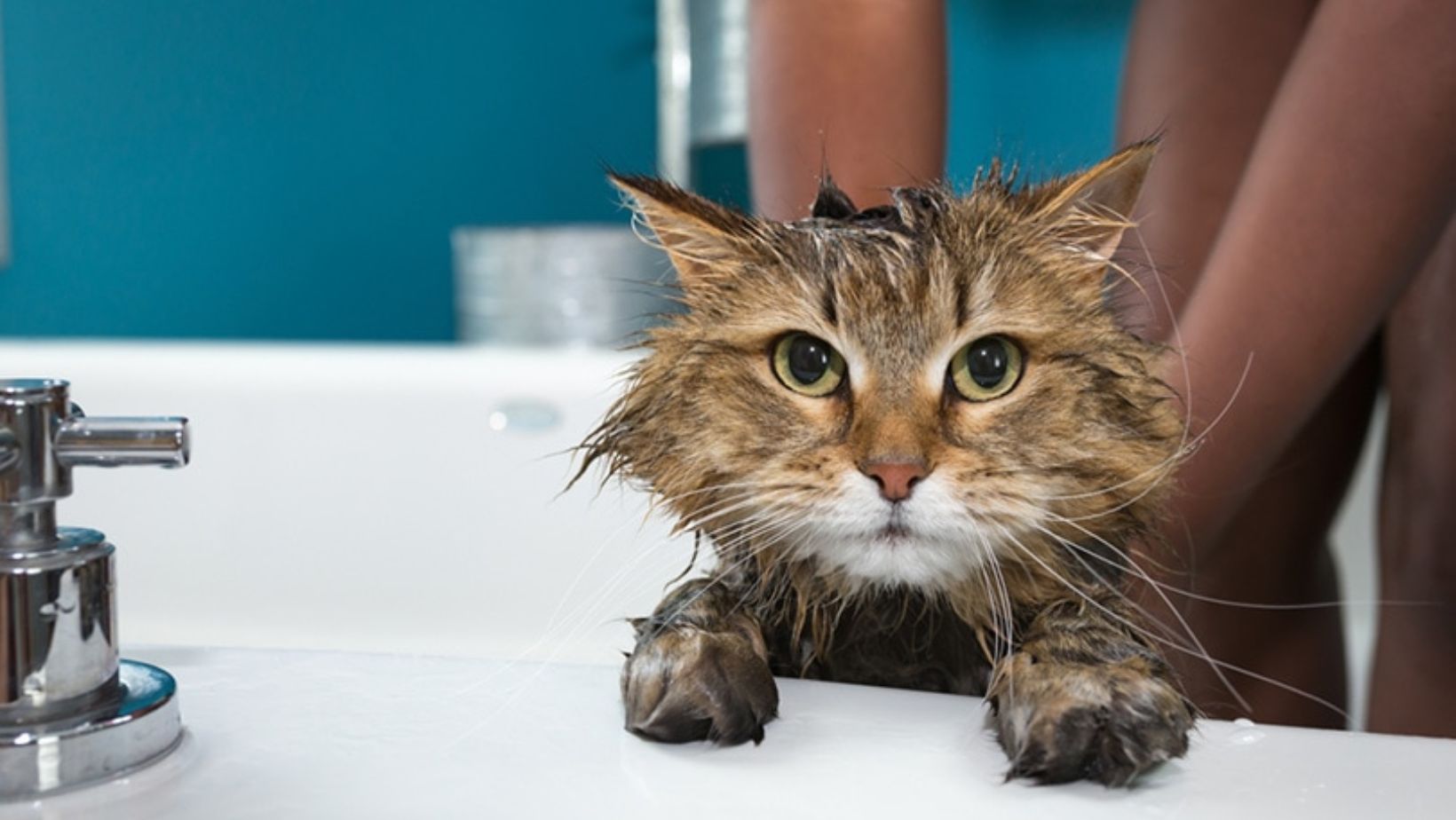 10 Best Cat Shampoos 2023: According to Reviews