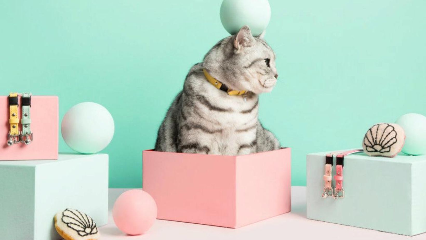 The Feline Finery: Exploring the World of Cat Pet Accessories