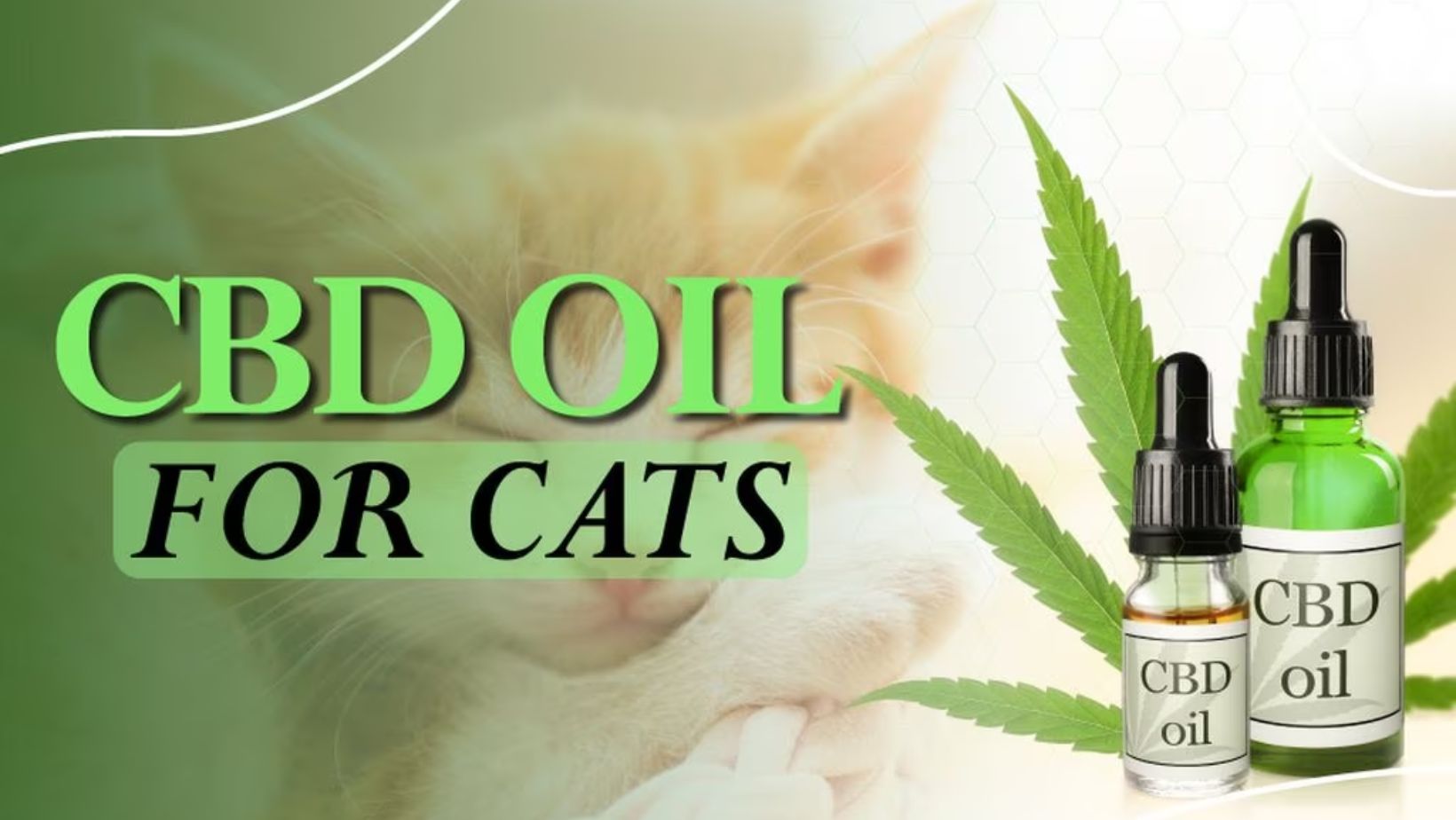 Discovering the Best Cat Hair Oil for Your Feline Companion