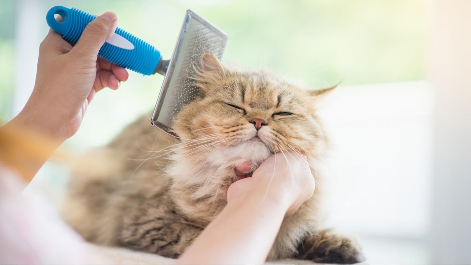 The Purrfect Combs: Top 5 Grooming Tools for Your Feline Friend