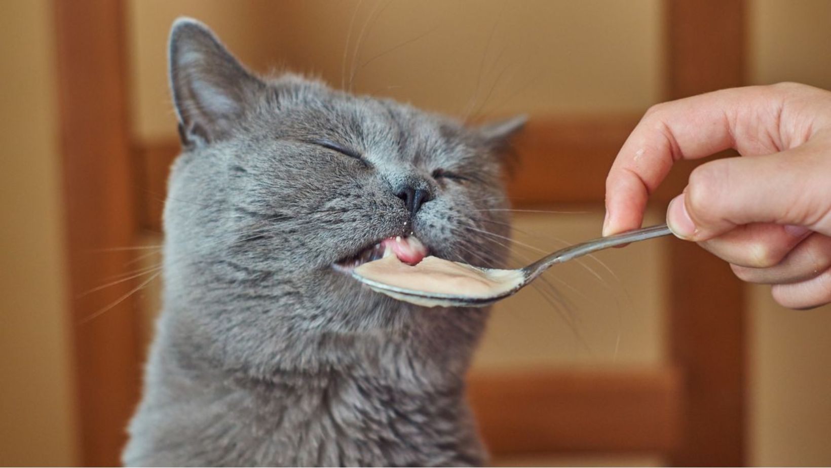 Delicious and Nutritious: Top 5 Soups for Your Feline Friend