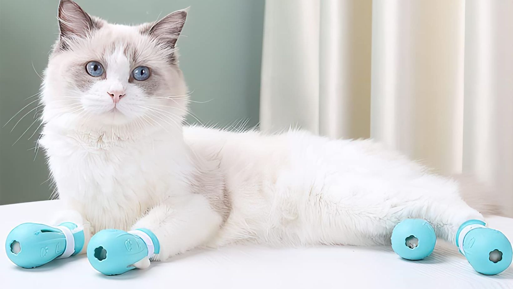 Top 10 Cat Shoes: A Guide to Feline Fashion for Your Feet