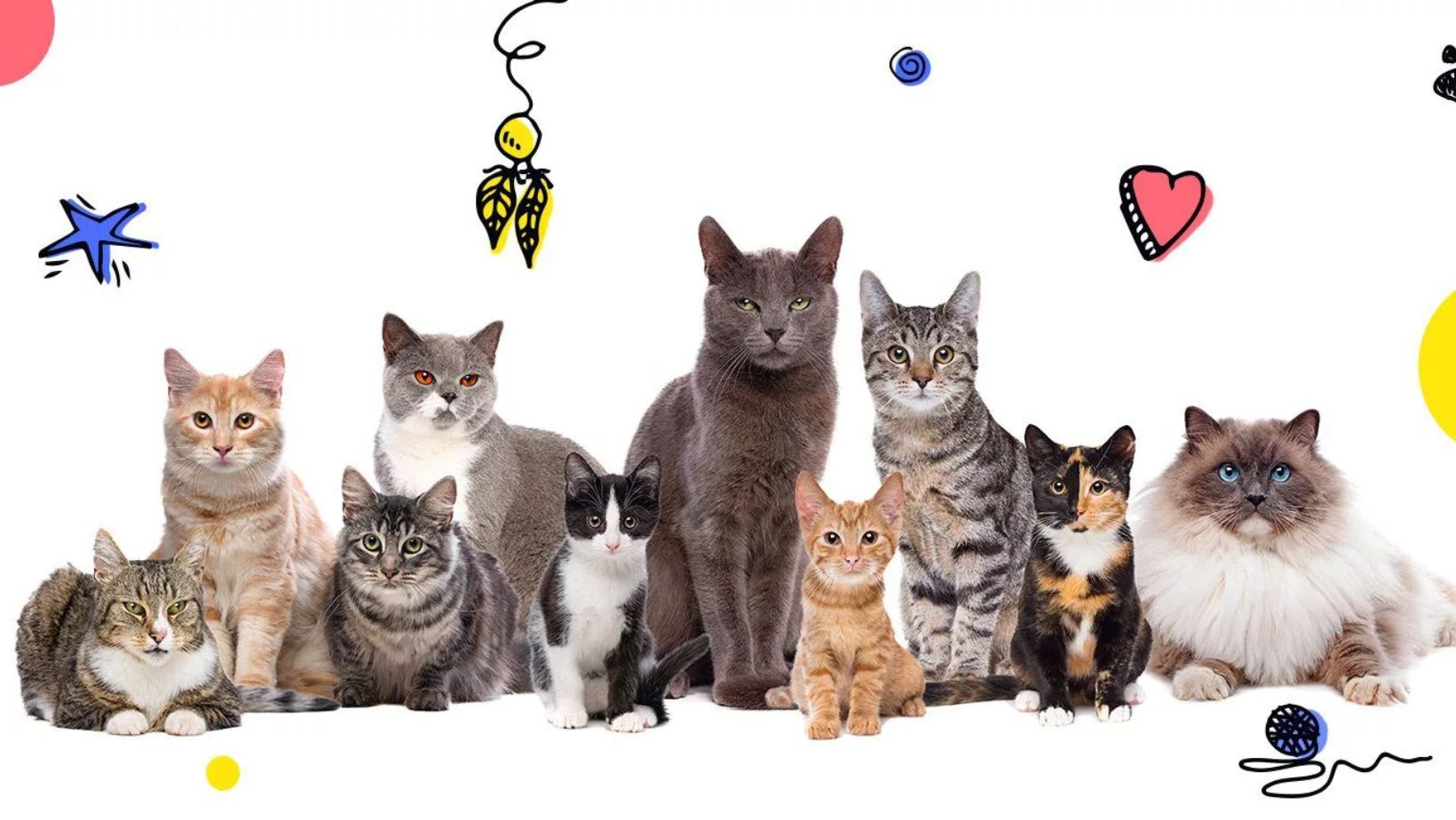 Choosing the Purrfect Moniker: A Guide to Pet Cat Names