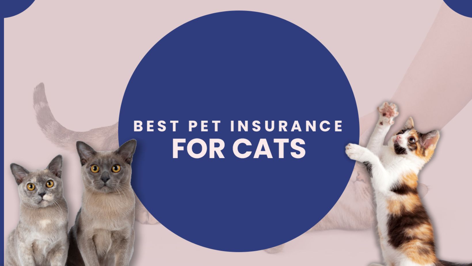 Navigating the Best Cat Health Insurance Companies