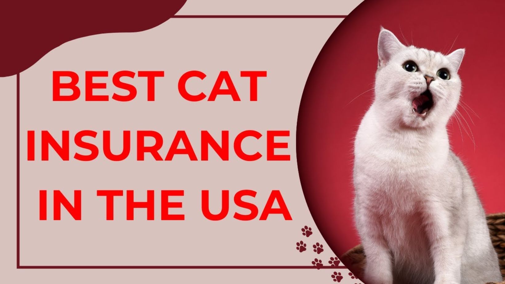 Safeguarding Your Feline Friend: Understanding Cat Insurance in the USA